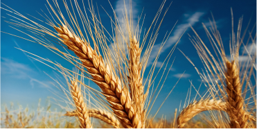 Harvest